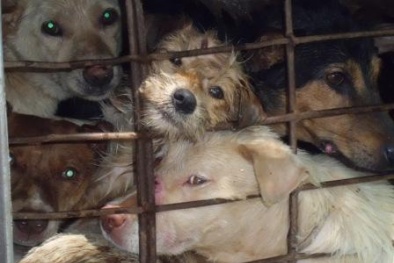 Tăng cường ngăn chặn, phòng chống kinh doanh chó nhập lậu xuyên biên giới